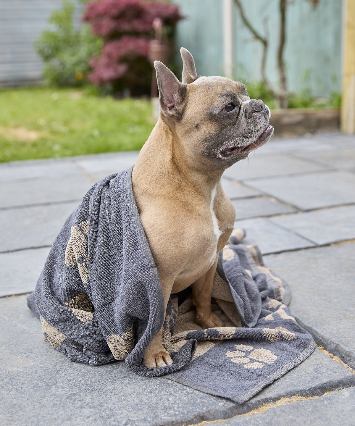 HL235_LS00_2025.jpg Jumbo terry jacquard dog towel - Image 1